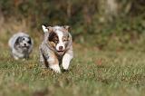 BERGER AUSTRALIEN PUPPIES 214